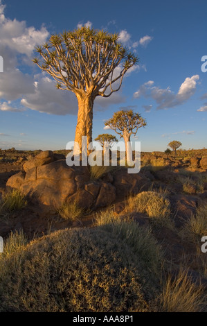 Quivertrees au coucher du soleil, la Namibie, l'Aloe Dichotoma Banque D'Images