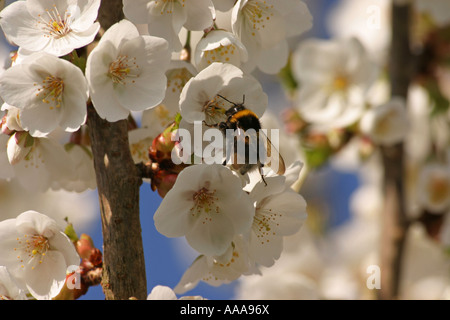 L'extraction de l'Abeille du nectar de fleur de cerisier blanc Banque D'Images