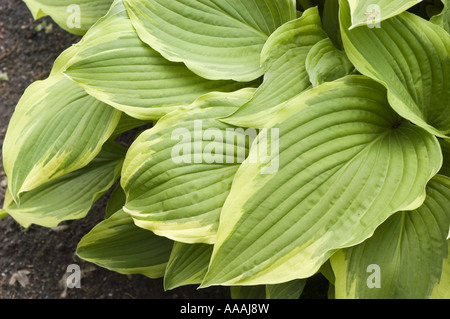 Gros plan de feuilles vertes panachées de lis plantain, Hosta crispula, au Japon. Feuillage côtelé et marges crémeuses. Famille des Liliaceae. Banque D'Images