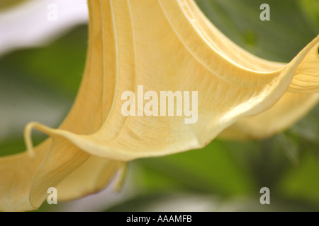 Angel's Trumpet, Brugmansia Candida (blanc). Brugmansia est hautement toxique et est ingéré au cours d'intoxication chamanique. Banque D'Images