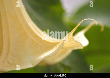 Angel's Trumpet, Brugmansia Candida (blanc). Brugmansia est hautement toxique et est ingéré au cours d'intoxication chamanique. Banque D'Images