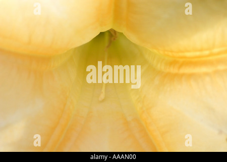 Angel's Trumpet, Brugmansia Candida (blanc). Brugmansia est hautement toxique et est ingéré au cours d'intoxication chamanique. Banque D'Images