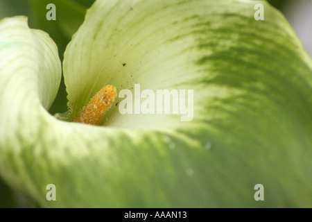 ZANTEDESCHIA AETHIOPICA, vert d'Arum (déesse) Banque D'Images