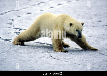 MBP-174 POLAR BEAR WALKING ON THIN ICE Banque D'Images