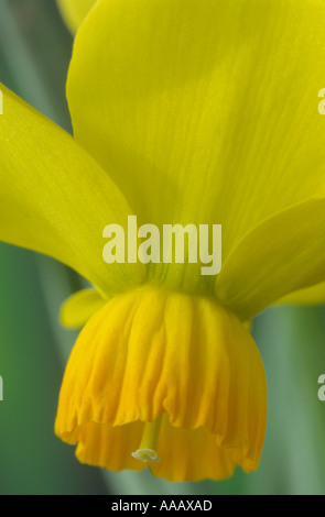 Narcissus 'Beryl'. Division 6 six cyclamineus narcisse. Banque D'Images