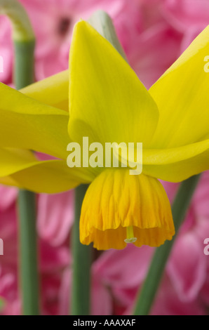 Narcissus 'Beryl'. Division 6 six cyclamineus narcisse. Banque D'Images