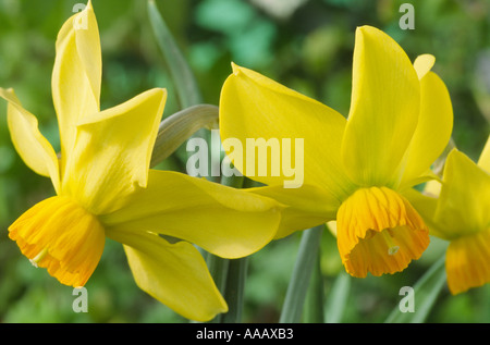 Narcissus 'Beryl'. Division 6 six cyclamineus narcisse. Banque D'Images