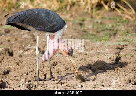 Poisson-chat marabout africain avec le Parc National de Masai Mara Kenya Africa crumeniferus Flamant rose (Phoenicopterus ruber Banque D'Images