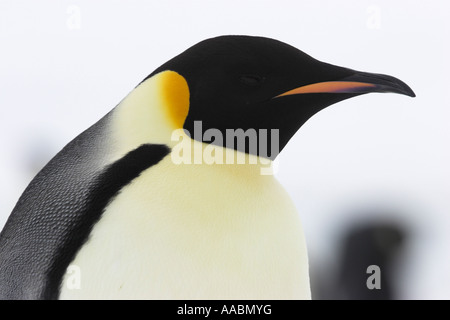 Manchot Empereur Aptenodytes forsteri Snow Hill Island Erebus et Terror Golfe Péninsule Antarctique Antarctique Banque D'Images