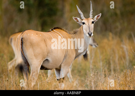 Taurootragus femme oryx éland du lac de cratère de vache Afrique Kenya Banque D'Images