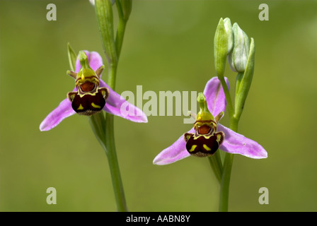 L'orchidée abeille Ophrys apifera paire de Monkton fleurs nature Chalkpit Réserver Kent UK Banque D'Images
