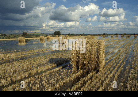 Hay bails dans champ inondé sur l'Angleterre Somerset Somerset Banque D'Images