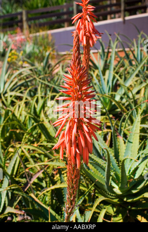 Babosa Fleur d'Aloe Vera Banque D'Images