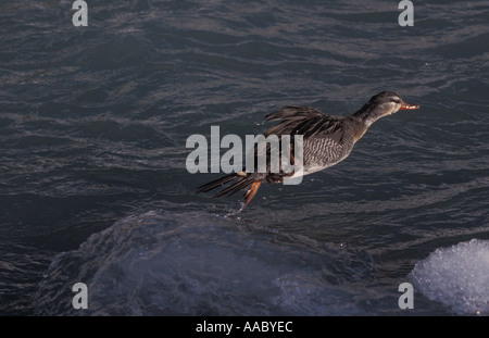 Torrent duck mâle lancement off ice flow in river Banque D'Images