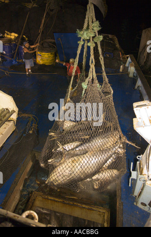 Filet plein de gros albacore étant hissé en attente de trawler de nuit à Port de Caldera Costa Rica Amérique Centrale Banque D'Images