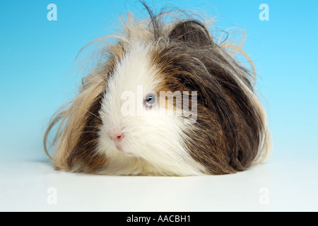 Portrait d'un cobaye. funny animal Banque D'Images