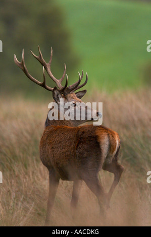 Red Deer Stag Banque D'Images