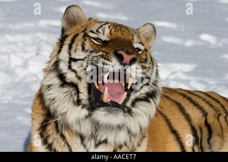 Tigre de Sibérie Panthera tigris altaica dans la neige Banque D'Images