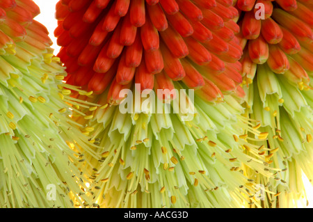 Red Hot poker Kniphofia Lola Banque D'Images