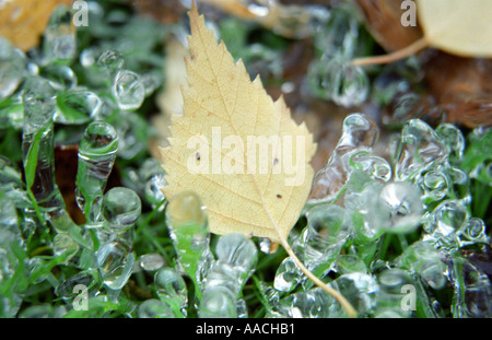 Close-up de glaçons congelés sur les plantes Banque D'Images