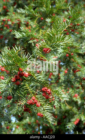 If Taxus baccata arbre en close-up Banque D'Images