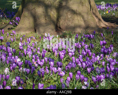 Purple Crocus et base de Tree Wirral Merseyside England Banque D'Images