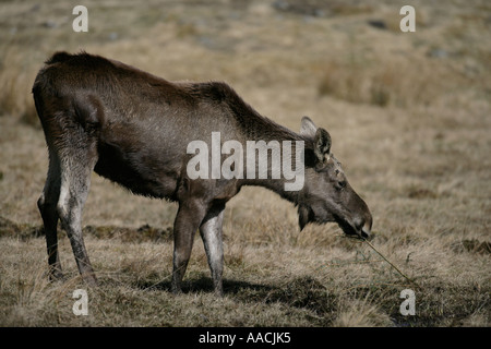 L'ÉLAN Alces alces Moose Banque D'Images