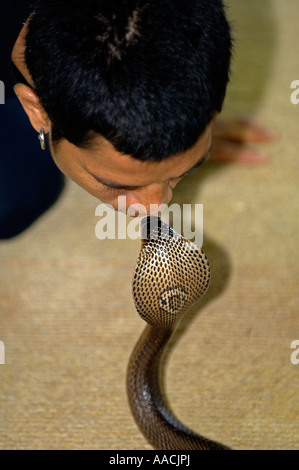 Naja siamensis pendant un spectacle de serpents en Thaïlande Banque D'Images