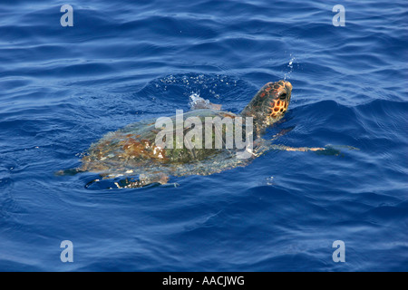 Turtle (Chelonia) dans la mer ouverte Banque D'Images