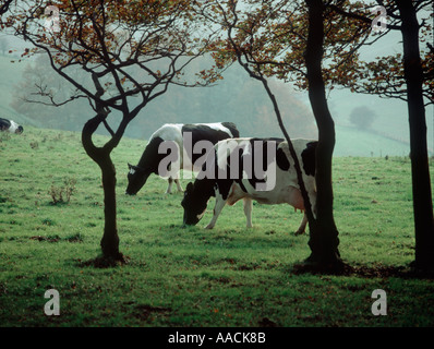 À la recherche à travers des arbres à vaches laitières Holstein Friesian sur pâturage court Banque D'Images