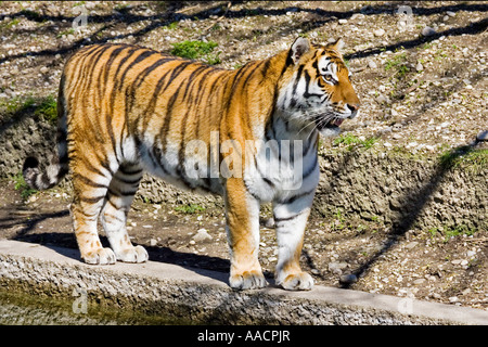 Tigre de Sibérie (Panthera tigris altaica) Banque D'Images