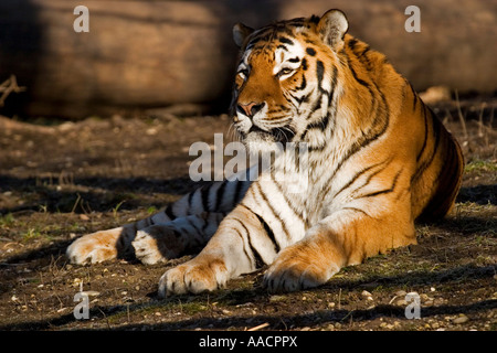 Tigre de Sibérie (Panthera tigris altaica) Banque D'Images