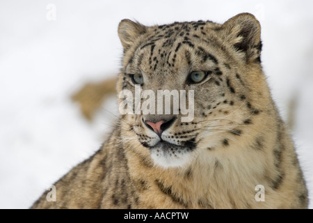 Léopard des neiges (Uncia uncia) en hiver Banque D'Images