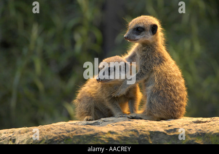 Les jeunes les suricates (Suricata suricatta) Banque D'Images