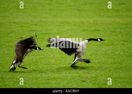 Débarquement de deux Bernaches du Canada (Branta canadensis) Banque D'Images