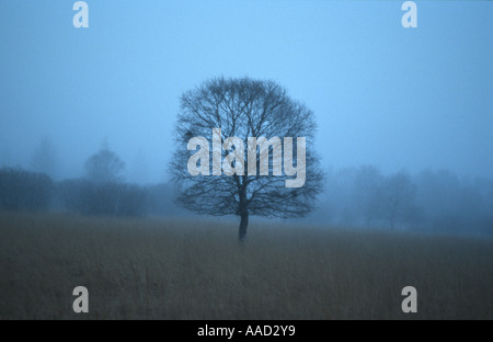 Arbre généalogique séparée sur un champ Banque D'Images