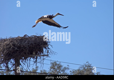 Cigogne solitaire vole de nid construit sur les fils téléphoniques près d'Ourique, Alentejo, Portugal Banque D'Images