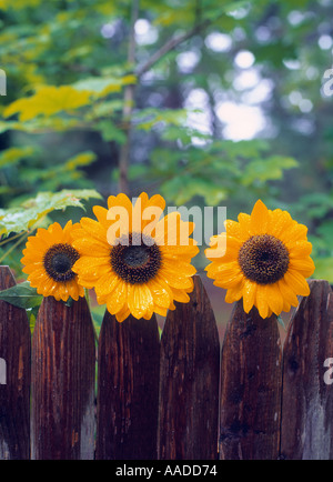 Les tournesols jaune vif dans une rangée sur le dessus d'une clôture, Southampton, Long Island, New York, USA Banque D'Images