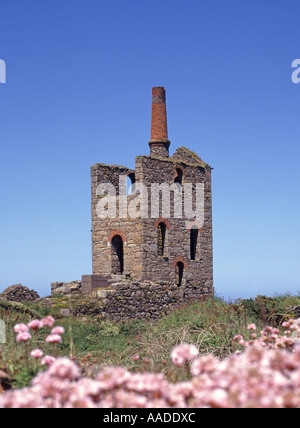 Près de Levant historique site de machine à vapeur du patrimoine industriel reste de bâtiment de mine de pierre et cheminée sauvage thrift en fleur Cornwall Angleterre Royaume-Uni Banque D'Images