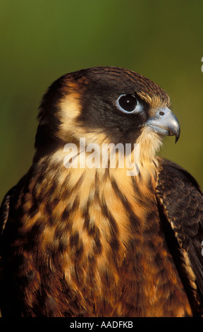 Passe-temps australienne Falco longipennis photographié en Tasmanie Banque D'Images