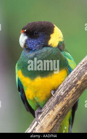 À Collier australienne ou Port Lincoln Parrot Barnadius zonarius photographié dans l'ouest de l'Australie Banque D'Images