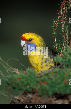 Green Rosella Platycercus caledonicus endémique de Tasmanie photographié en Tasmanie Banque D'Images