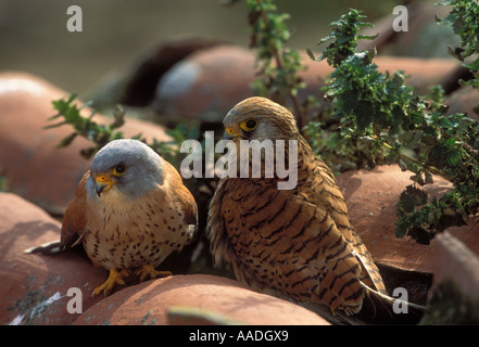 Faucon crécerellette Falco naumanni paire photographiée en Espagne Banque D'Images