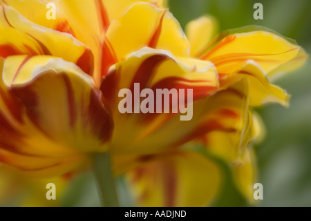 La floraison de la pivoine double tulipe jaune avec des stries rouge Banque D'Images