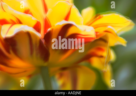 La floraison de la pivoine double tulipe jaune avec des stries rouge Banque D'Images