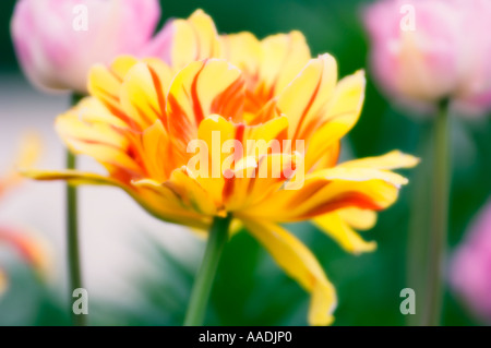 La floraison de la pivoine double tulipe jaune avec des stries rouge Banque D'Images