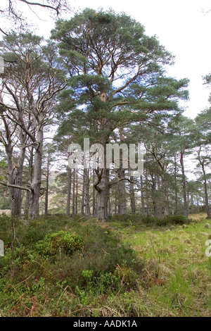 Vieille Calédonie pins Pinus sylvestris Glen Torridon Ecosse Banque D'Images