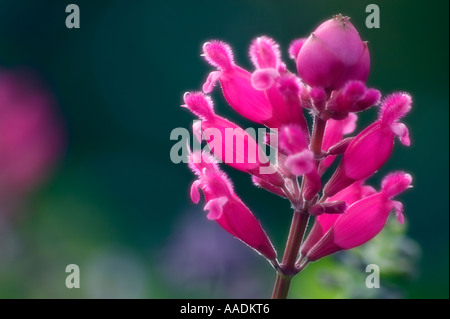 Plante de jardin Sage Roseleaf gris en fleur. Salvia involucrata x karwinskii didr. v. Banque D'Images