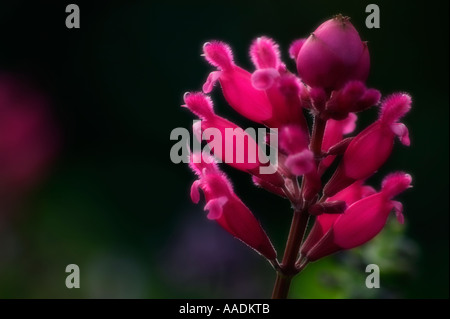 Plante de jardin Sage Roseleaf gris en fleur. Salvia involucrata x karwinskii didr. v. Banque D'Images