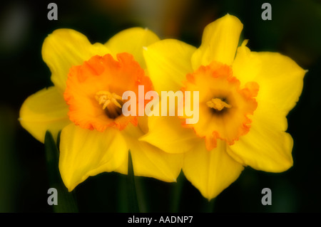 Un duo de Cheerful Yellow Daffodils Banque D'Images